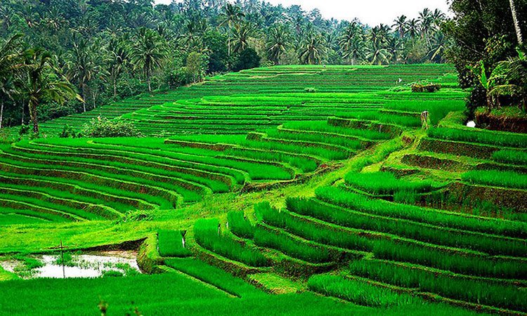The Rice Terraces of Baliuag